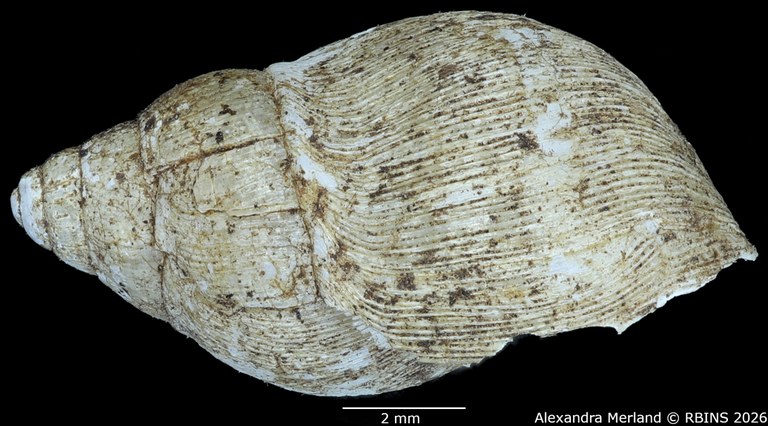 BE-RBINS-INV-MT-1378-Curvella-calorhaphe-st-L.jpg