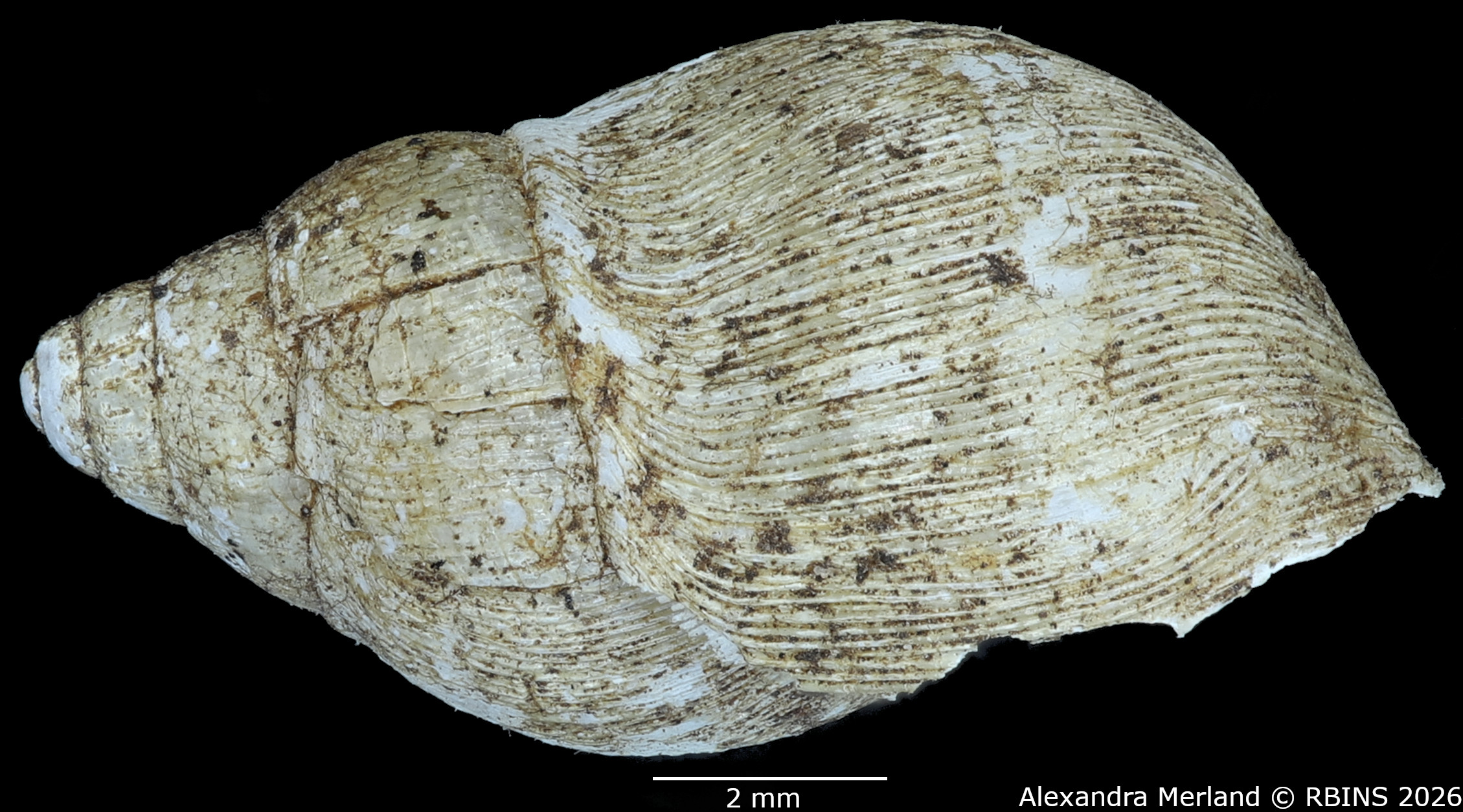 BE-RBINS-INV-MT-1378-Curvella-calorhaphe-st-L.jpg
