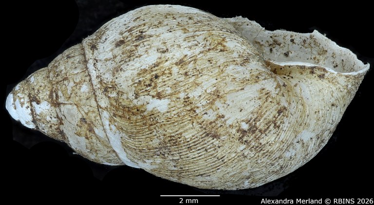 BE-RBINS-INV-MT-1378-Curvella-calorhaphe-st-L2.jpg