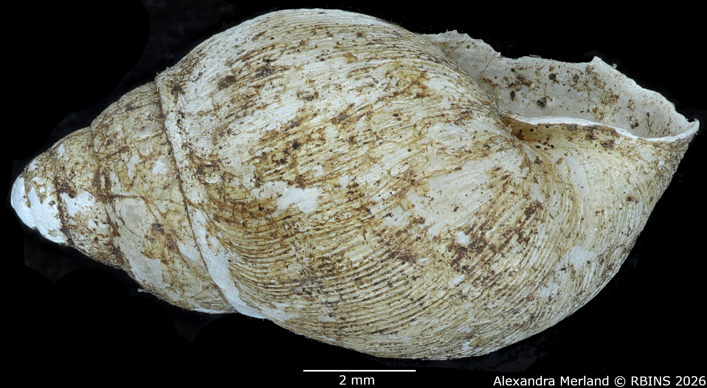 BE-RBINS-INV-MT-1378-Curvella-calorhaphe-st-L2.jpg