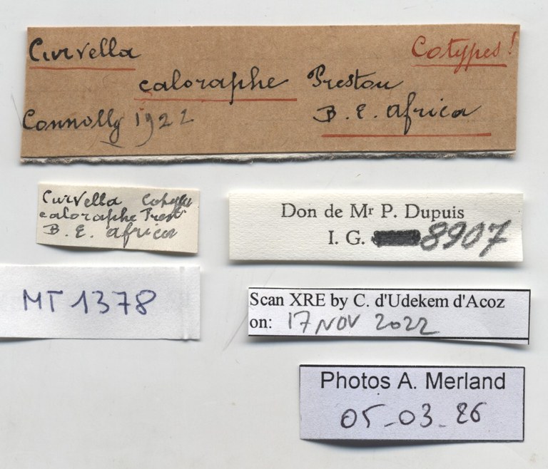 BE-RBINS-INV-MT-1378-Curvella-calorhaphe-st-label.jpg