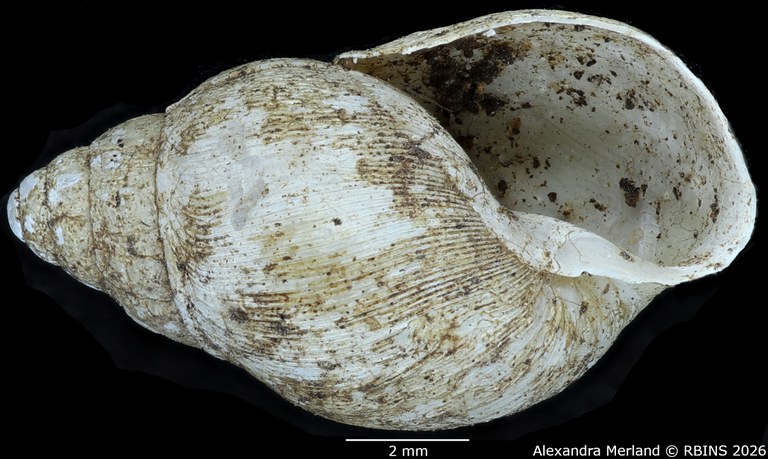 BE-RBINS-INV-MT-1378-Curvella-calorhaphe-st-V.jpg