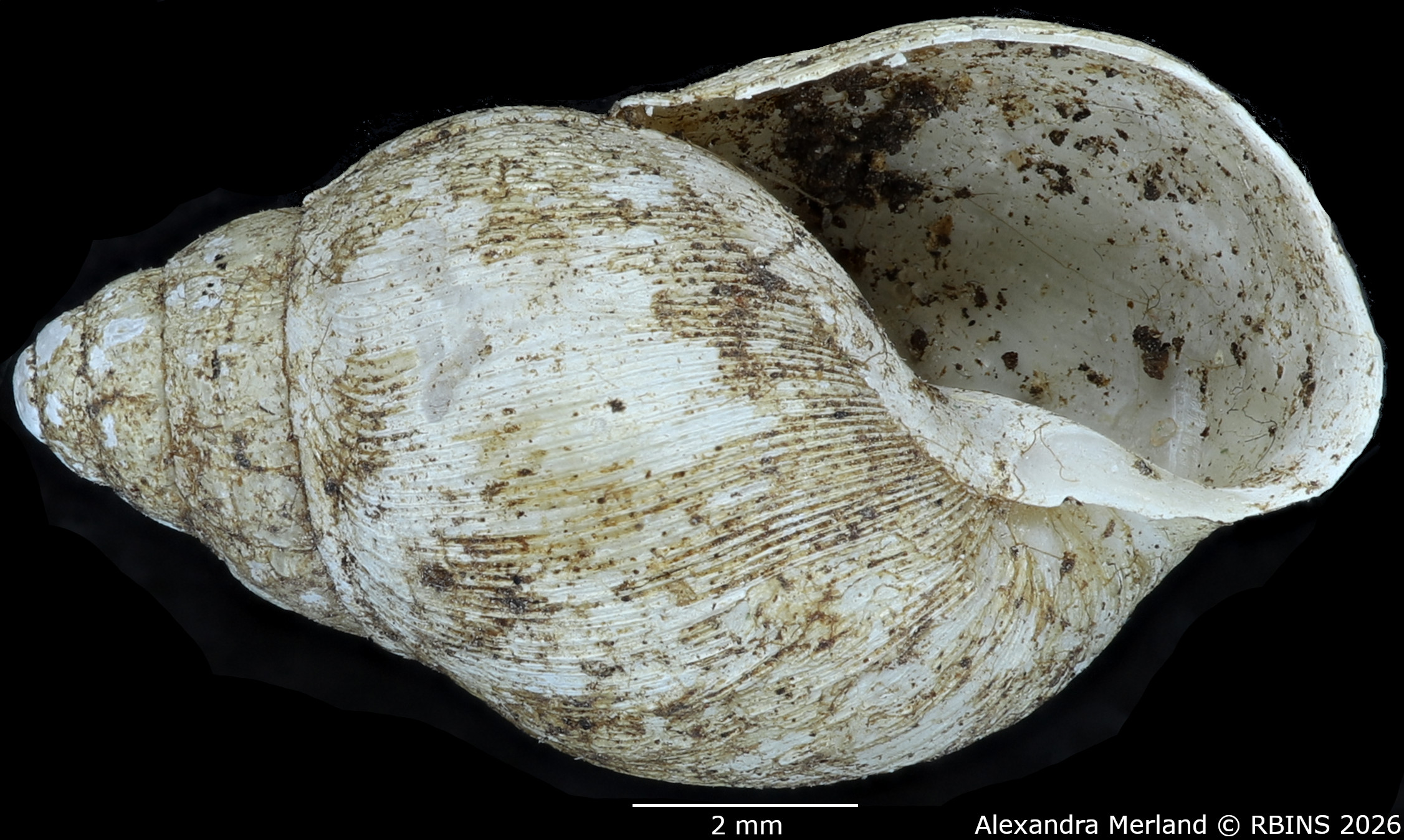 BE-RBINS-INV-MT-1378-Curvella-calorhaphe-st-V.jpg