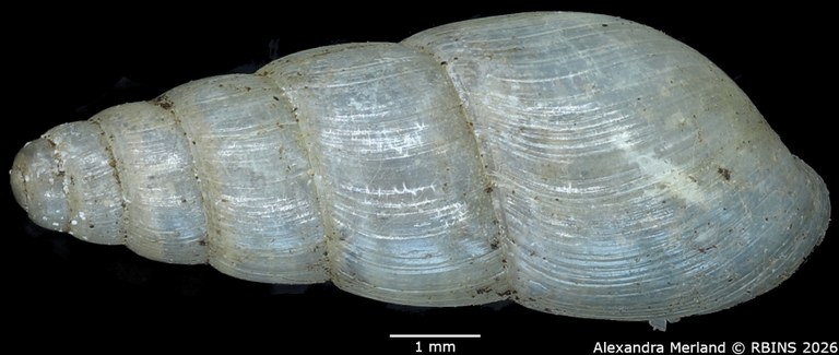 BE-RBINS-INV-MT-1379-Curvella-consociata-st-D.jpg
