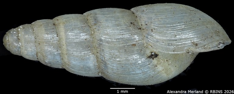 BE-RBINS-INV-MT-1379-Curvella-consociata-st-L.jpg
