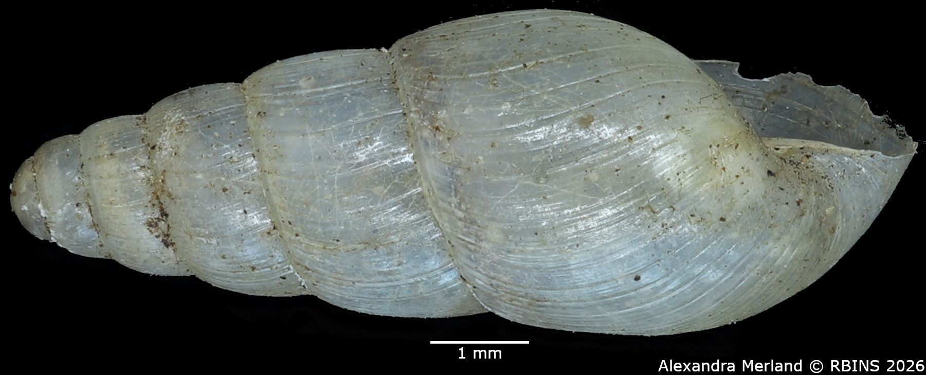 BE-RBINS-INV-MT-1379-Curvella-consociata-st-L2.jpg