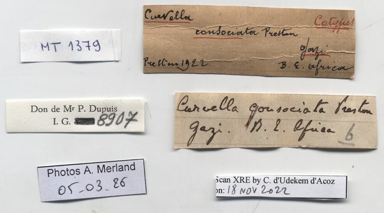 BE-RBINS-INV-MT-1379-Curvella-consociata-st-label.jpg