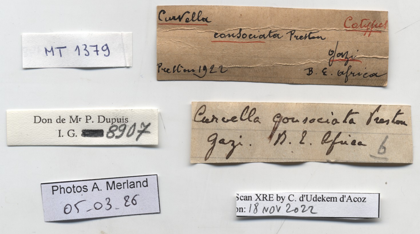 BE-RBINS-INV-MT-1379-Curvella-consociata-st-label.jpg