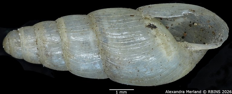 BE-RBINS-INV-MT-1379-Curvella-consociata-st-V.jpg