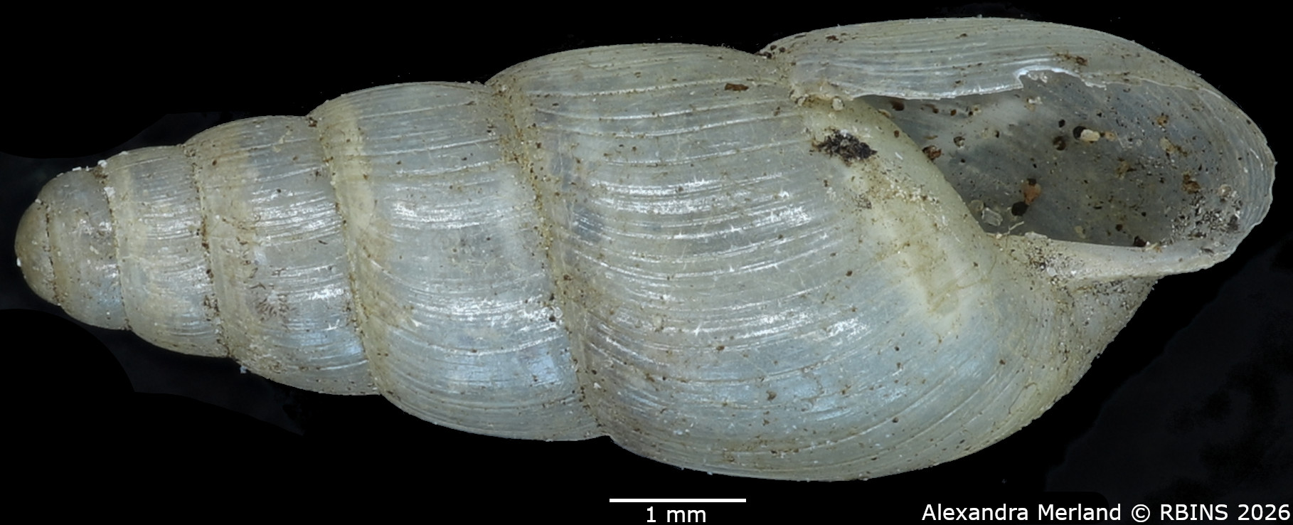 BE-RBINS-INV-MT-1379-Curvella-consociata-st-V.jpg