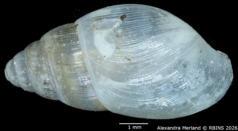 BE-RBINS-INV-MT-1381-Curvella-entebbensis-st-D.jpg