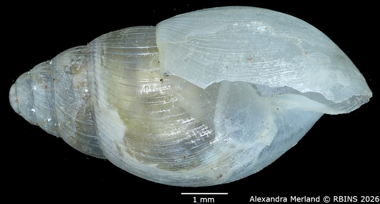 BE-RBINS-INV-MT-1381-Curvella-entebbensis-st-L.jpg