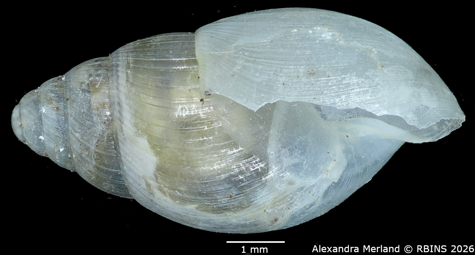 BE-RBINS-INV-MT-1381-Curvella-entebbensis-st-L.jpg