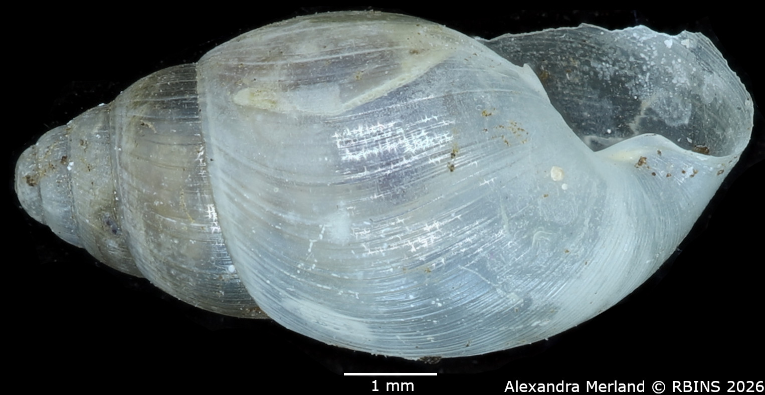 BE-RBINS-INV-MT-1381-Curvella-entebbensis-st-L2.jpg