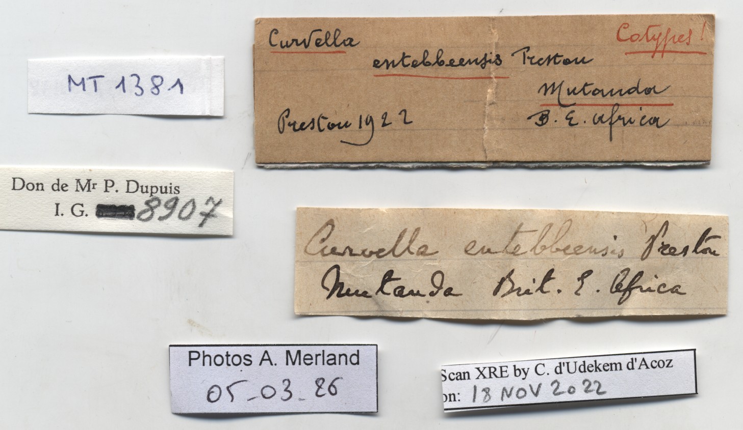 BE-RBINS-INV-MT-1381-Curvella-entebbensis-st-label.jpg