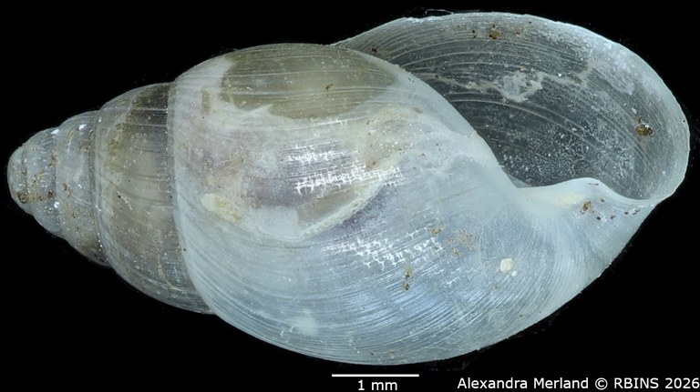 BE-RBINS-INV-MT-1381-Curvella-entebbensis-st-V.jpg