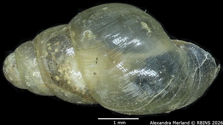BE-RBINS-INV-MT-1382-Curvella-farquhari-st-D.jpg