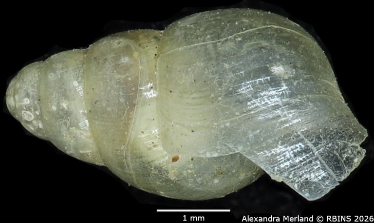 BE-RBINS-INV-MT-1382-Curvella-farquhari-st-L.jpg