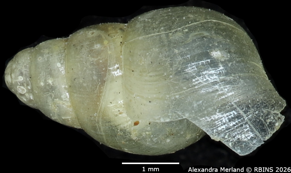 BE-RBINS-INV-MT-1382-Curvella-farquhari-st-L.jpg