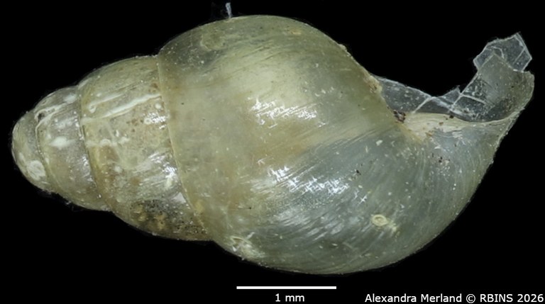 BE-RBINS-INV-MT-1382-Curvella-farquhari-st-L2.jpg