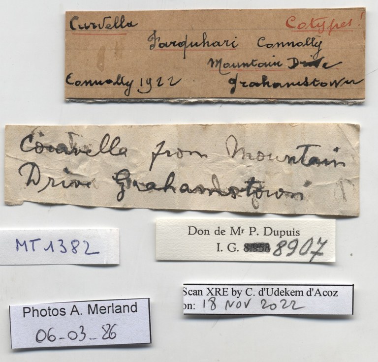 BE-RBINS-INV-MT-1382-Curvella-farquhari-st-label.jpg