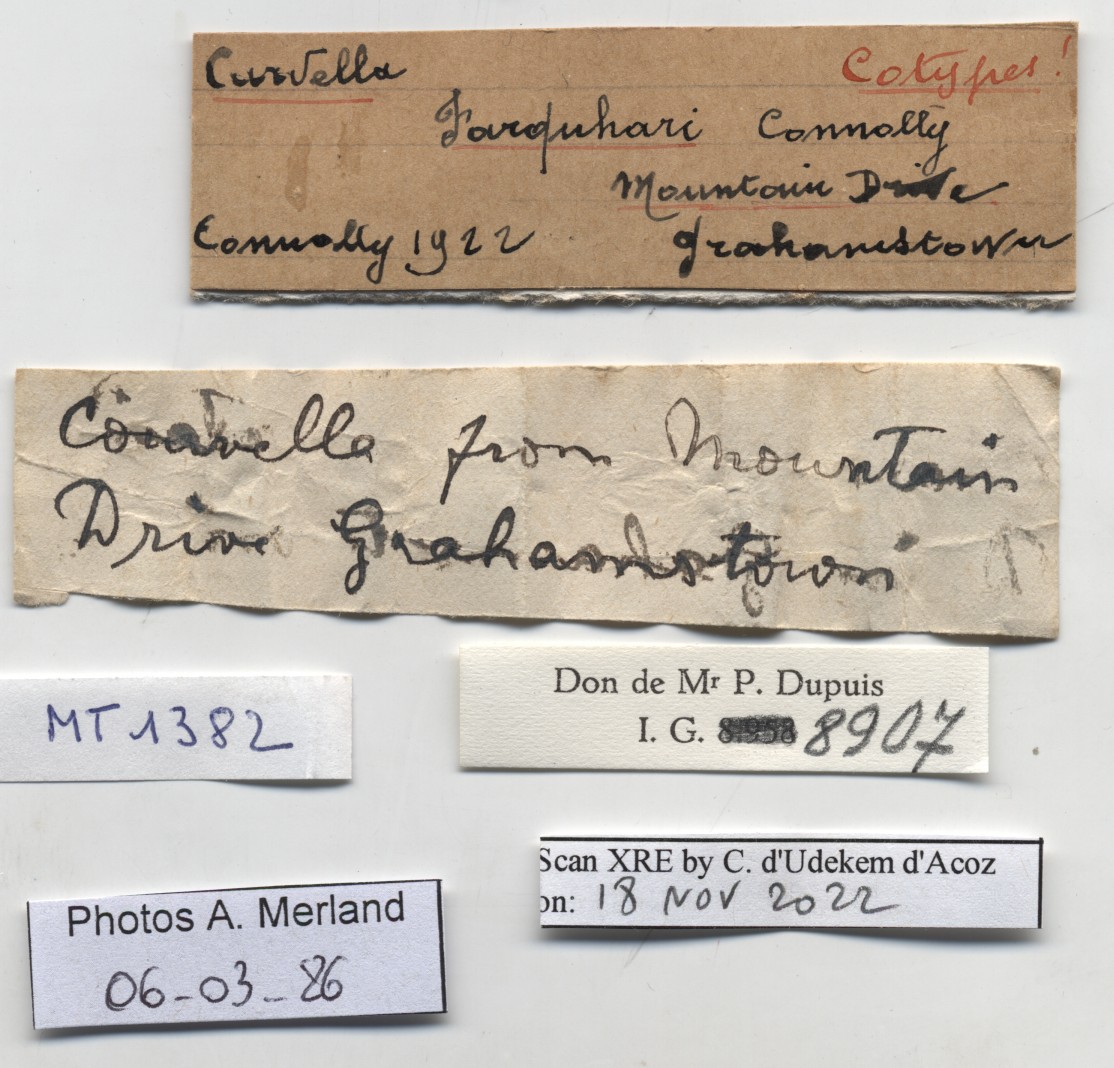 BE-RBINS-INV-MT-1382-Curvella-farquhari-st-label.jpg
