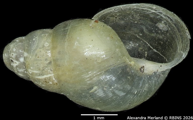 BE-RBINS-INV-MT-1382-Curvella-farquhari-st-V.jpg
