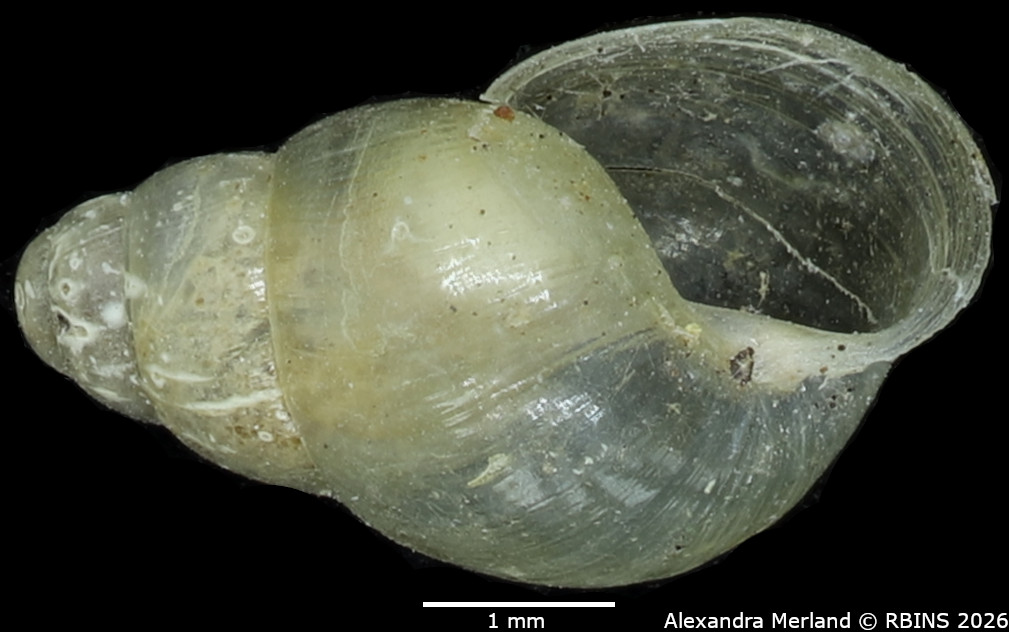 BE-RBINS-INV-MT-1382-Curvella-farquhari-st-V.jpg