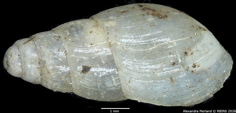 BE-RBINS-INV-MT-1385-Curvella-pertranslucens-st-D.jpg
