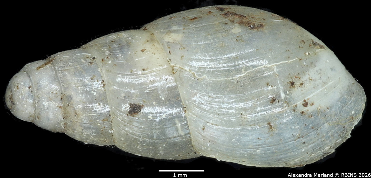 BE-RBINS-INV-MT-1385-Curvella-pertranslucens-st-D.jpg
