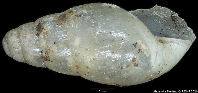 BE-RBINS-INV-MT-1385-Curvella-pertranslucens-st-L.jpg
