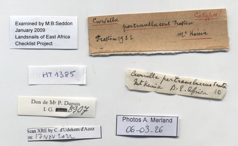 BE-RBINS-INV-MT-1385-Curvella-pertranslucens-st-label.jpg