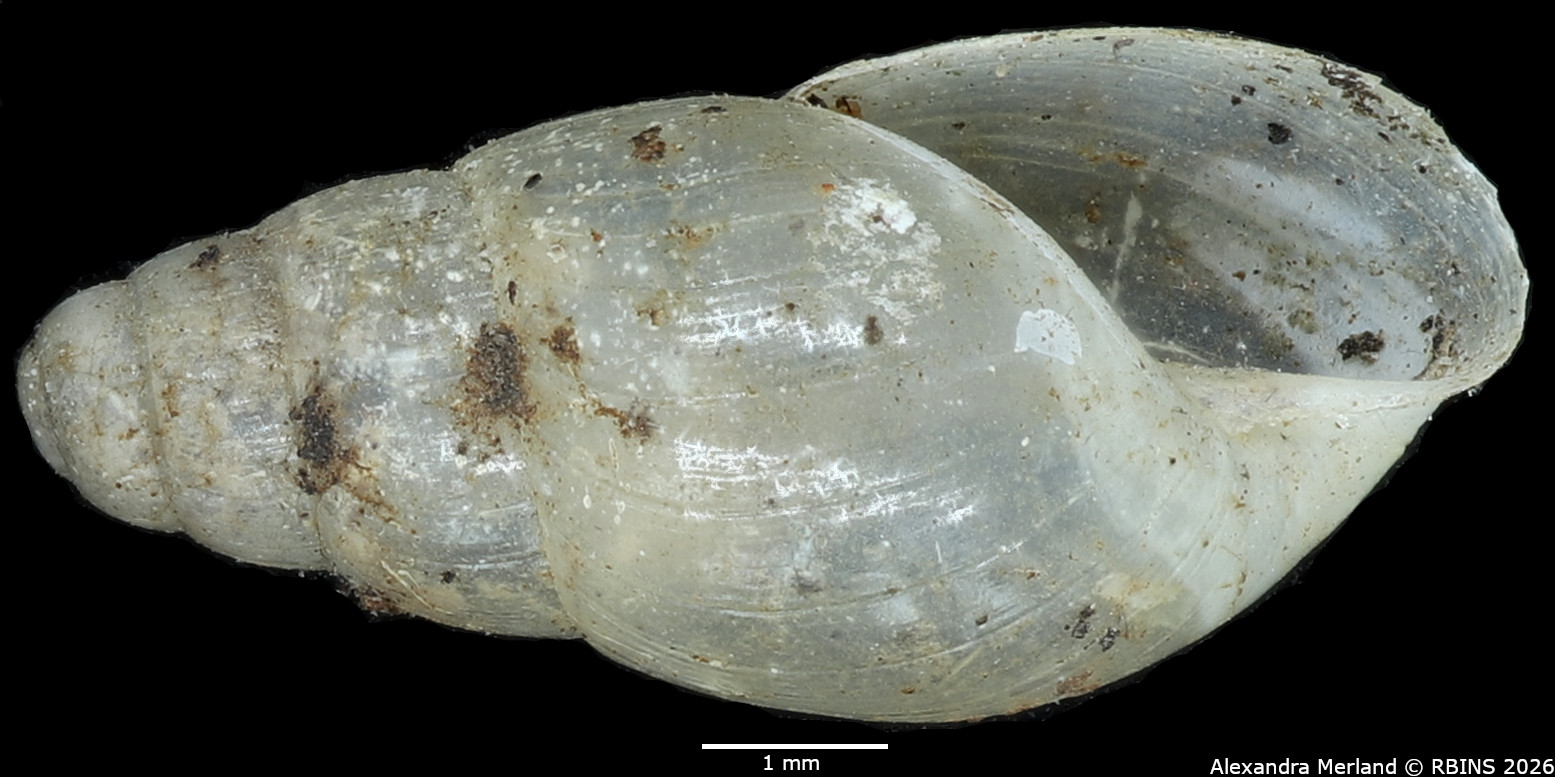 BE-RBINS-INV-MT-1385-Curvella-pertranslucens-st-V.jpg