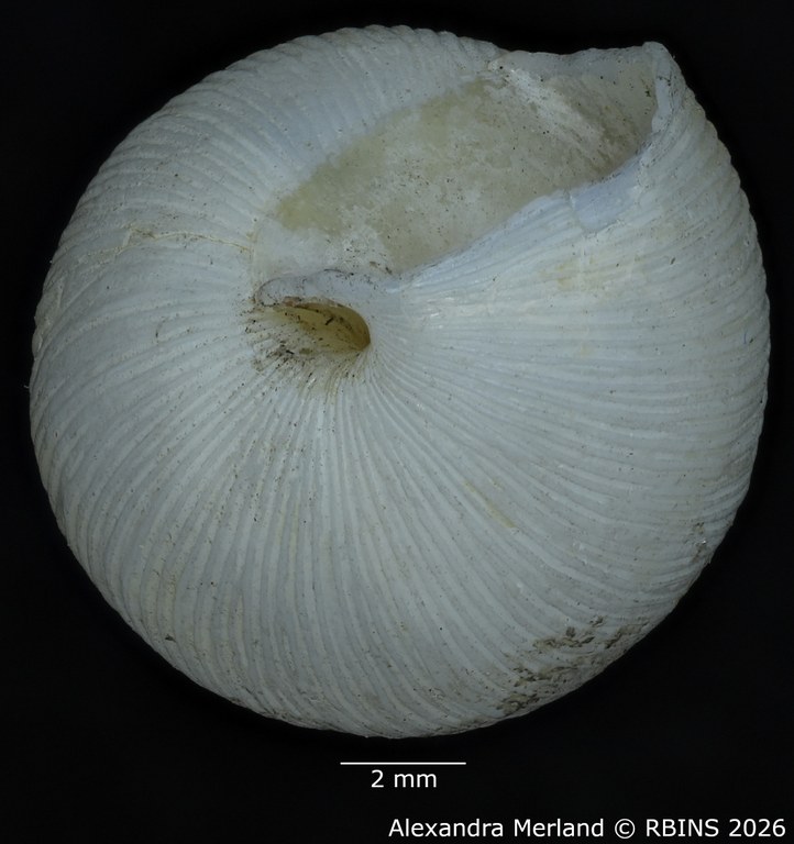 BE-RBINS-INV-MT-1398-Euonyma-decipiens-type-Bottom.jpg