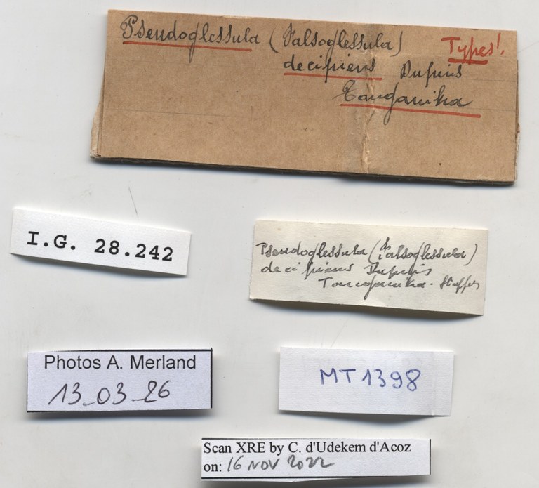 BE-RBINS-INV-MT-1398-Euonyma-decipiens-type-label.jpg