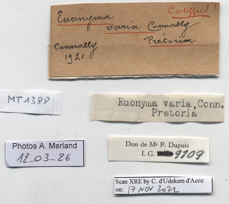 BE-RBINS-INV-MT-1388-Euonyma-varia-st-label.jpg