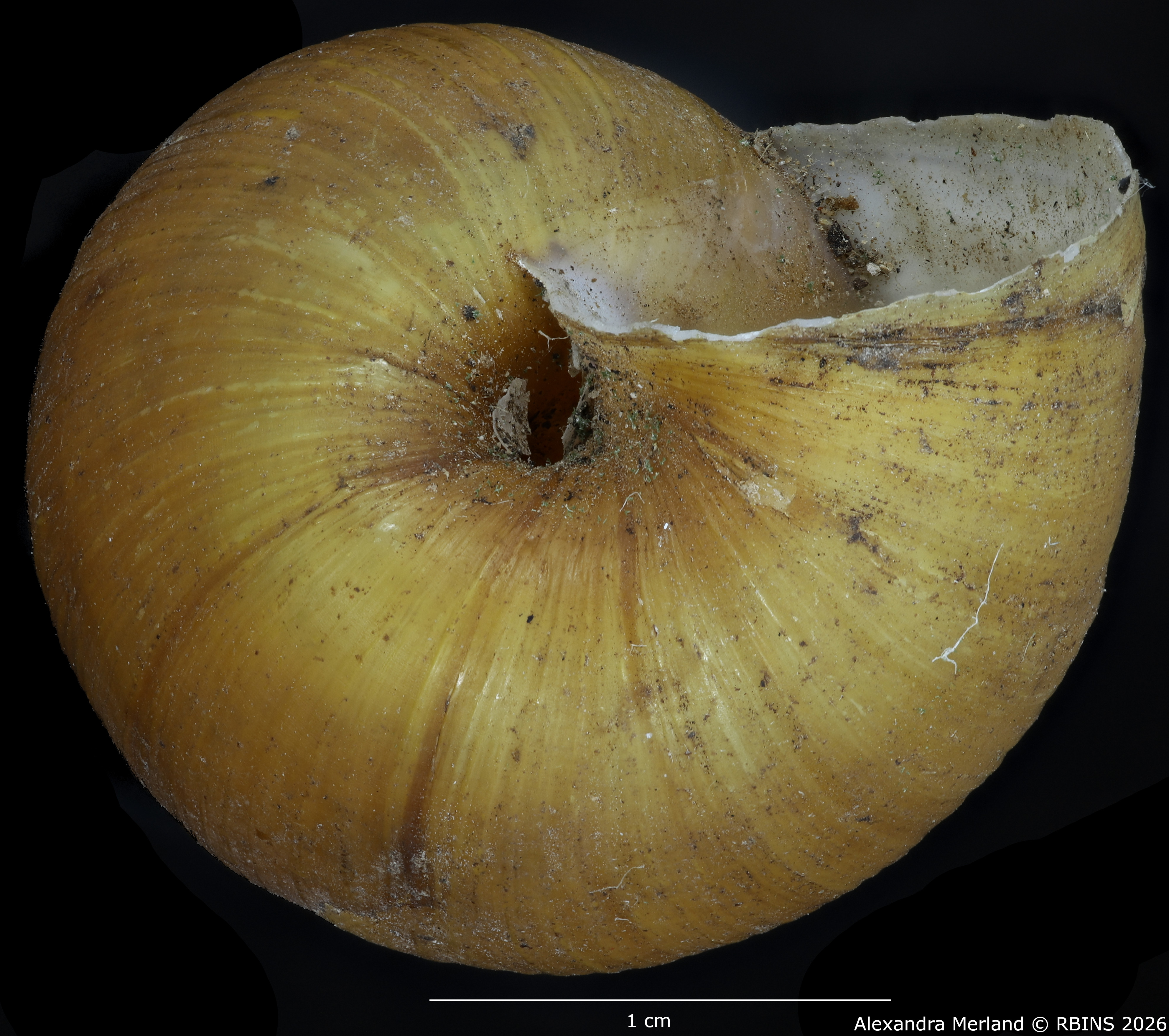 BE-RBINS-INV-MT-1389-Krapfiella-magnifica-st-Bottom.jpg