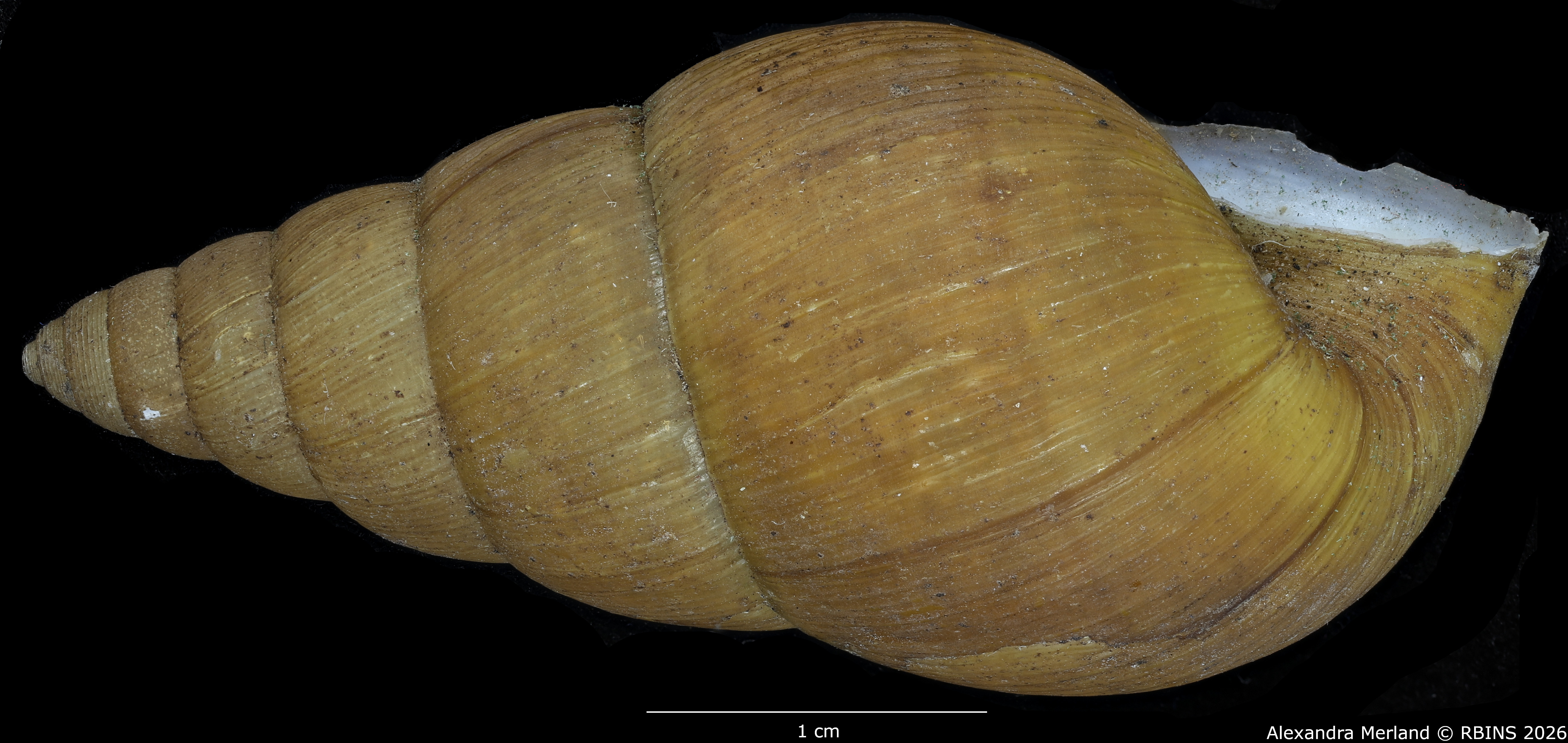 BE-RBINS-INV-MT-1389-Krapfiella-magnifica-st-L2.jpg