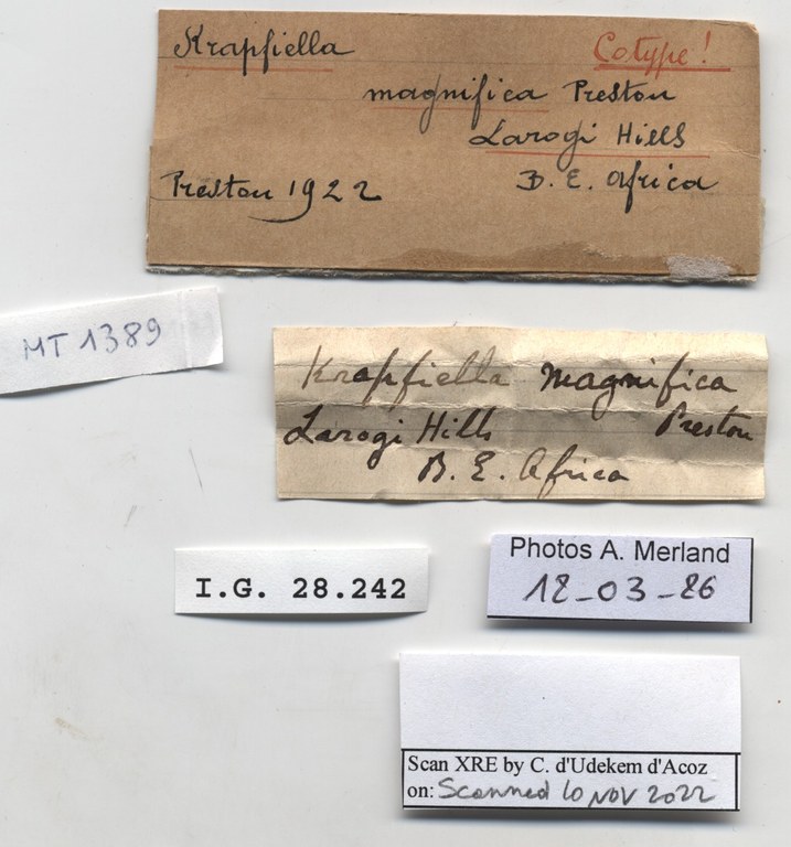 BE-RBINS-INV-MT-1389-Krapfiella-magnifica-st-label.jpg