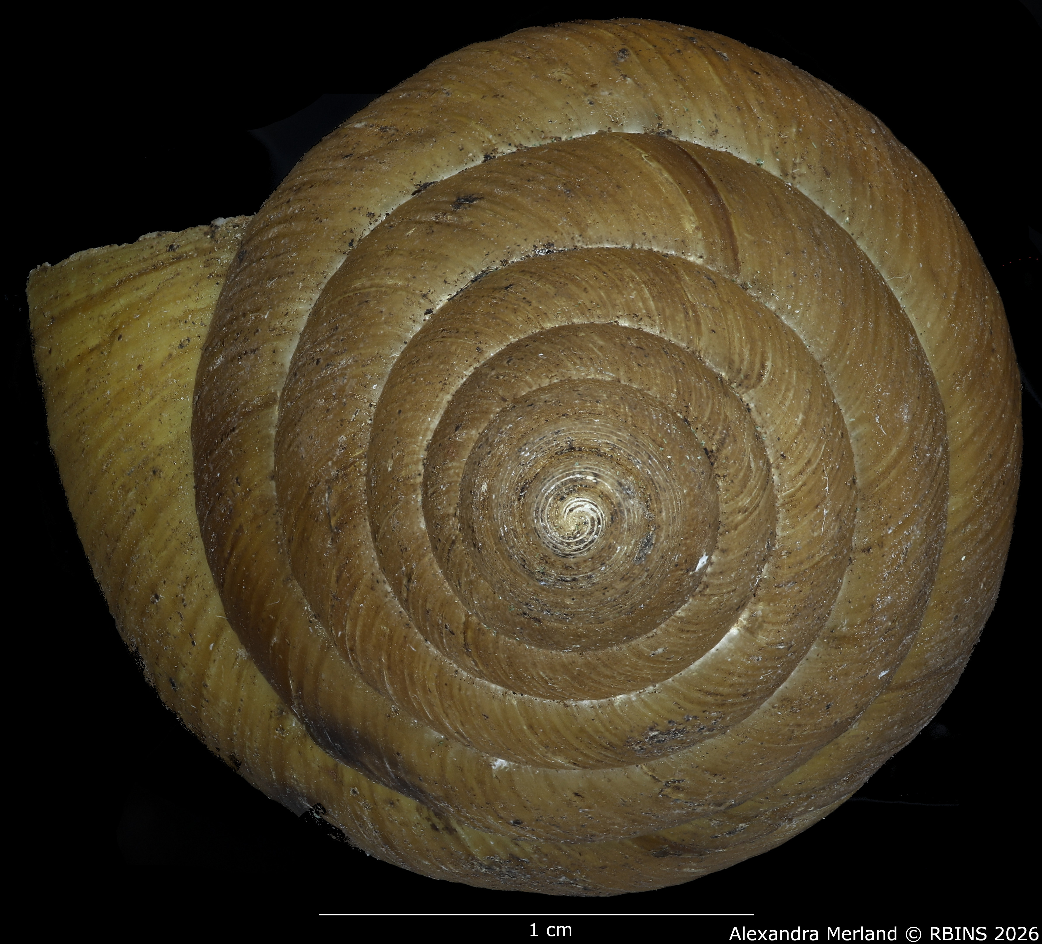 BE-RBINS-INV-MT-1389-Krapfiella-magnifica-st-Top.jpg