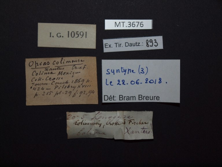 BE-RBINS-INV MT.3676 Opeas colimense LABELS.jpg