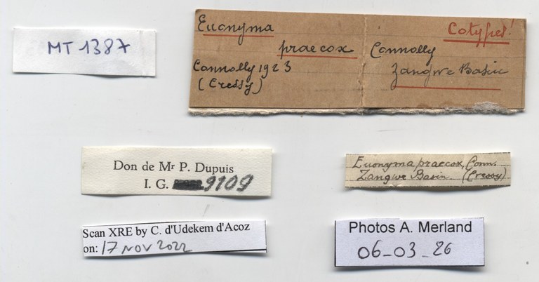 BE-RBINS-INV-MT-1387-Opeas-praecox-st-label.jpg