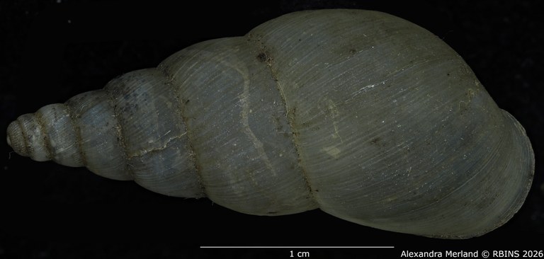 BE-RBINS-INV-MT-1399-Pseudoglessula-diaphana-st-D.jpg