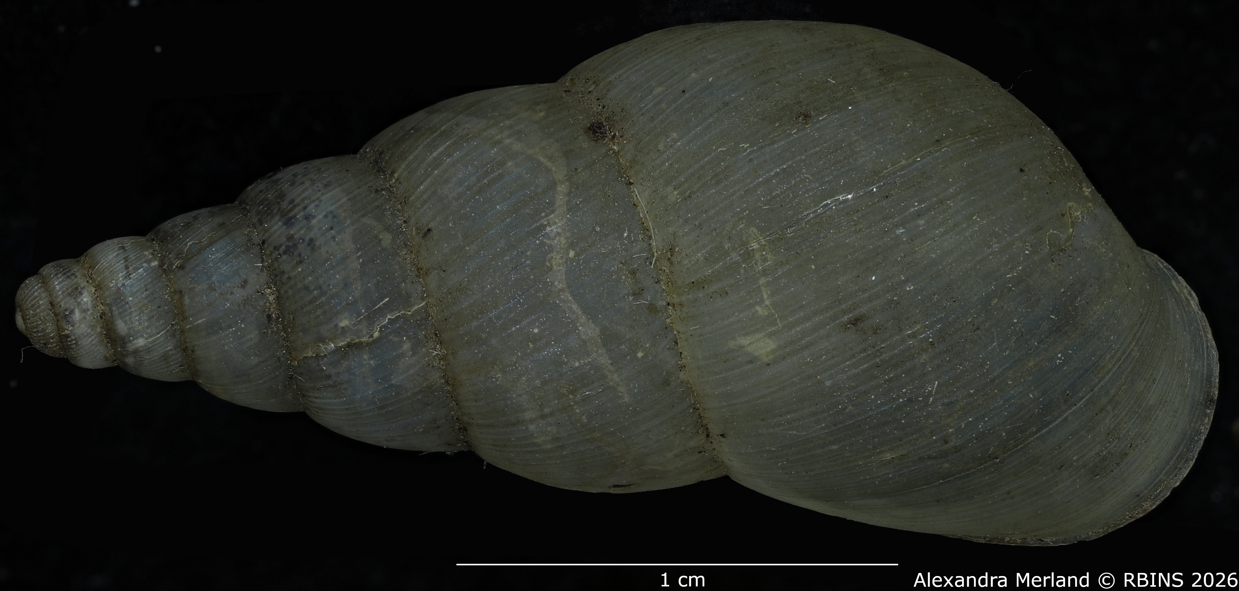 BE-RBINS-INV-MT-1399-Pseudoglessula-diaphana-st-D.jpg