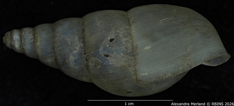 BE-RBINS-INV-MT-1399-Pseudoglessula-diaphana-st-L.jpg