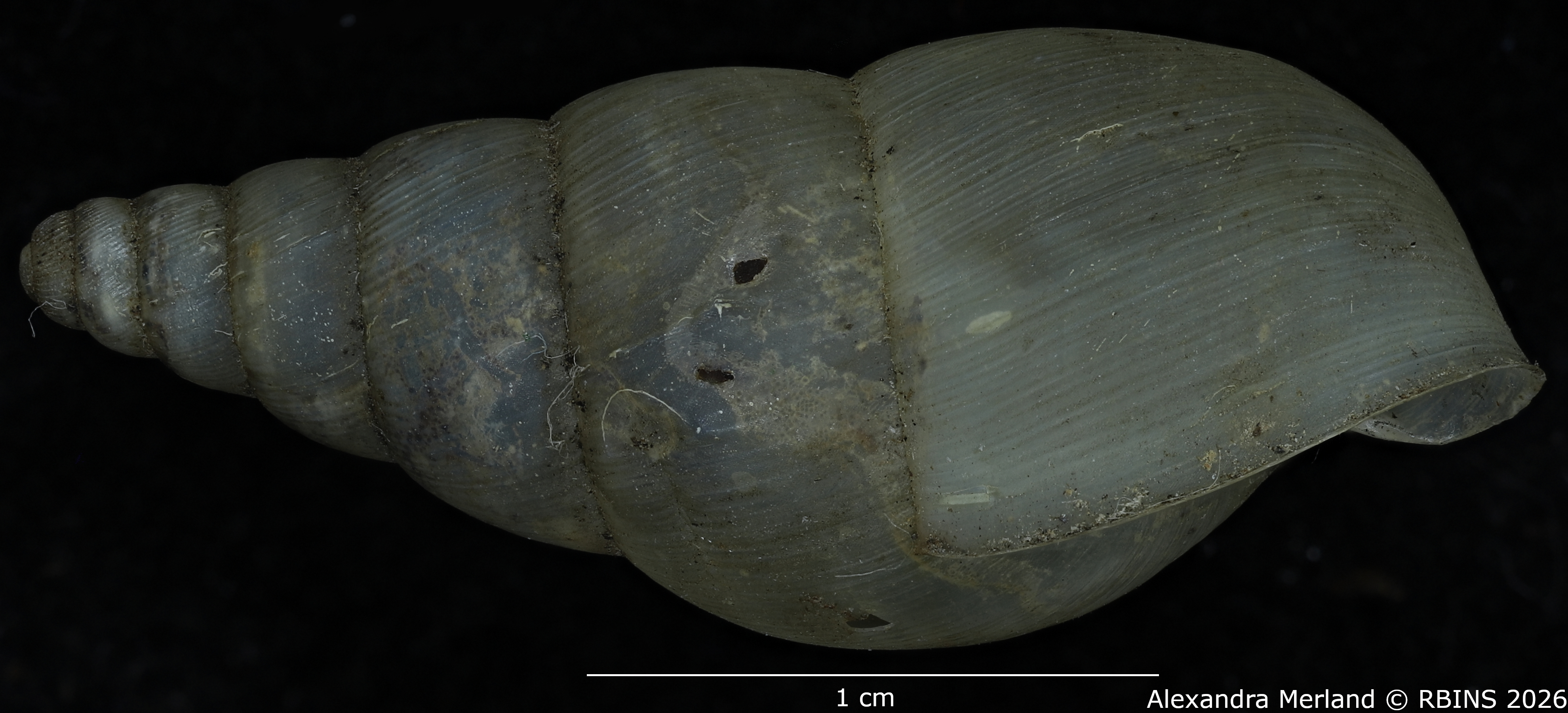 BE-RBINS-INV-MT-1399-Pseudoglessula-diaphana-st-L.jpg
