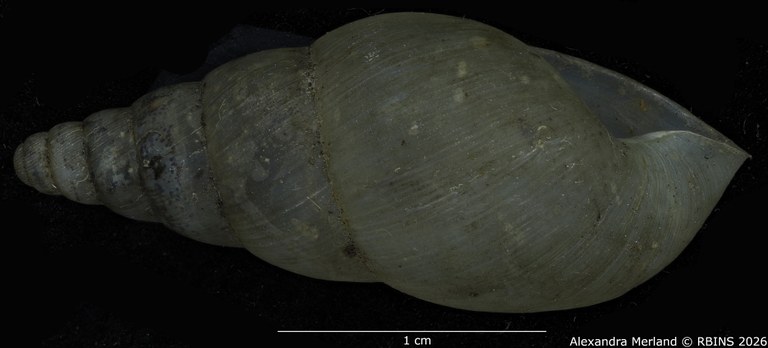 BE-RBINS-INV-MT-1399-Pseudoglessula-diaphana-st-L2.jpg