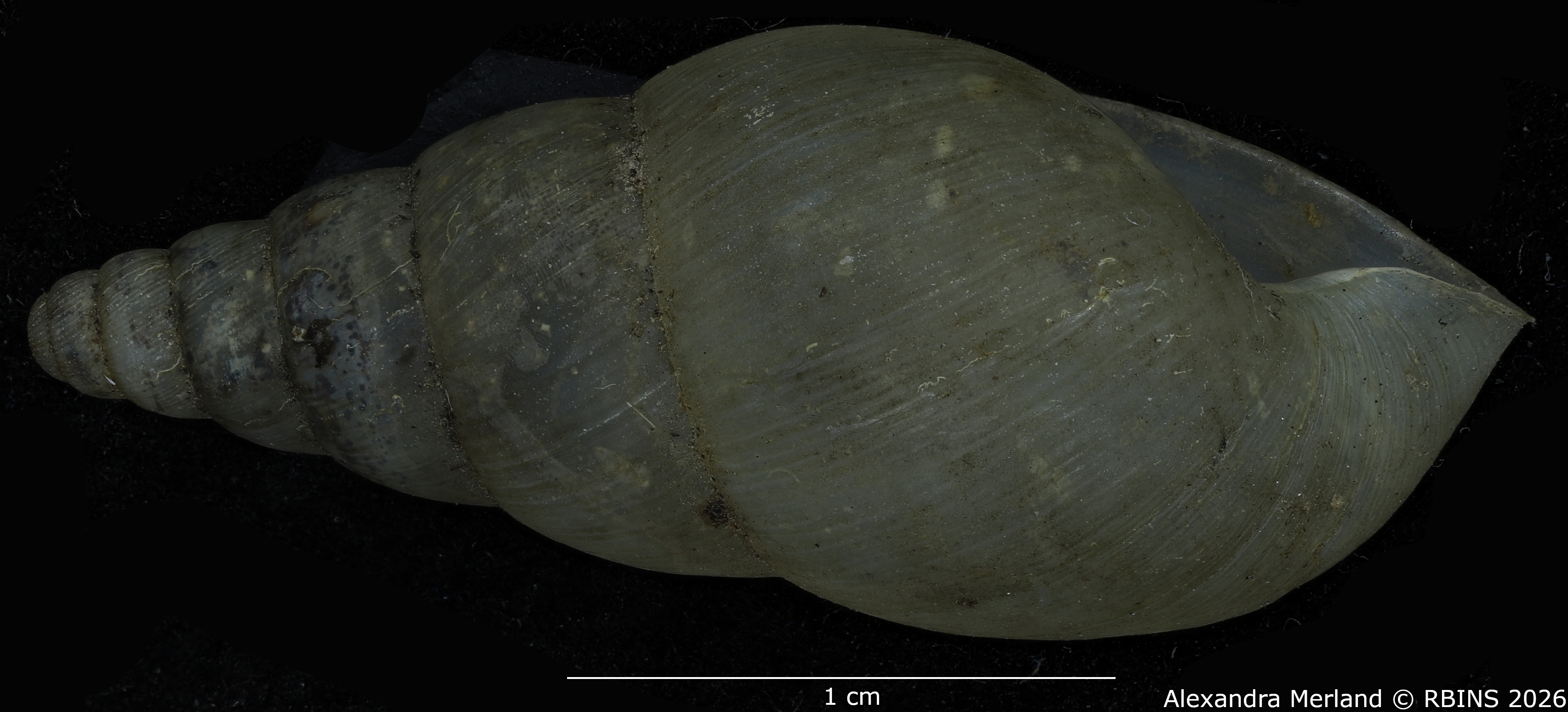 BE-RBINS-INV-MT-1399-Pseudoglessula-diaphana-st-L2.jpg