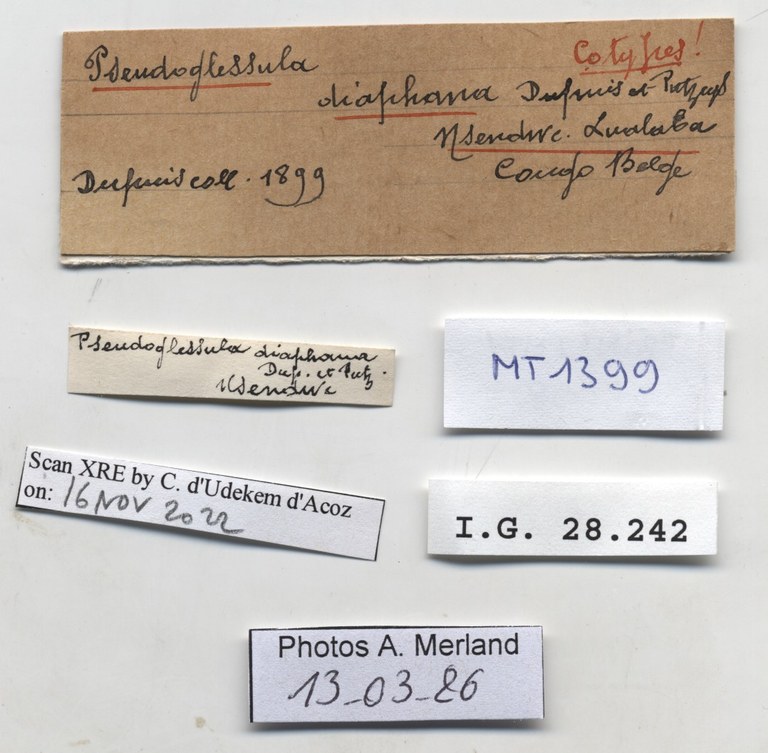 BE-RBINS-INV-MT-1399-Pseudoglessula-diaphana-st-label.jpg