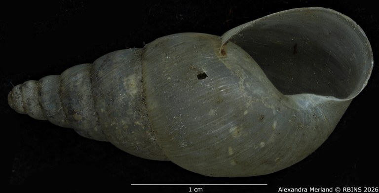 BE-RBINS-INV-MT-1399-Pseudoglessula-diaphana-st-V.jpg